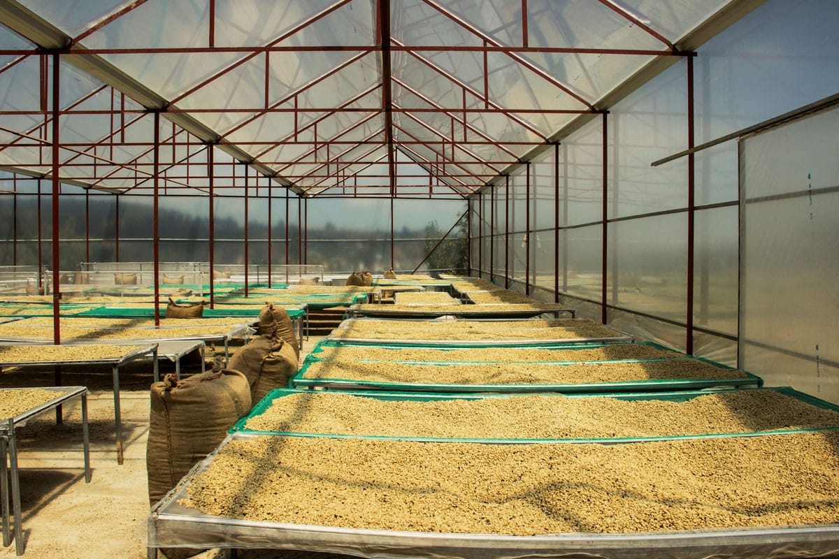 Плантации кофе Далат